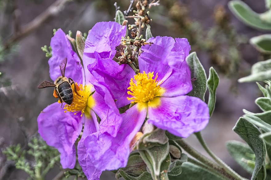 цветы, пчела, пыльца, опылять, опыление, фиолетовые цветы, цветение, цвести, насекомое, перепончатокрылых, фиолетовые лепестки