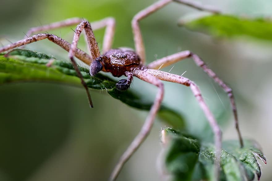 edderkop, arachnid, væver, insekt, araknofobi, natur, dyreliv, dyr verden, uhyggelig, leddyr, væsen
