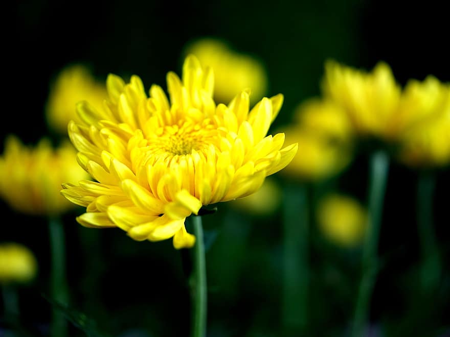 เบญจมาศ, ดอกไม้, ดอกสีเหลือง, กลีบดอก, กลีบดอกสีเหลือง, เบ่งบาน, ดอก, พืช, พฤกษา, ธรรมชาติ