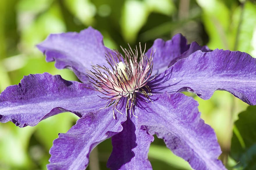 clemátide, púrpura, flor, floración, naturaleza, planta, jardín, planta trepadora, de cerca, macro, verano