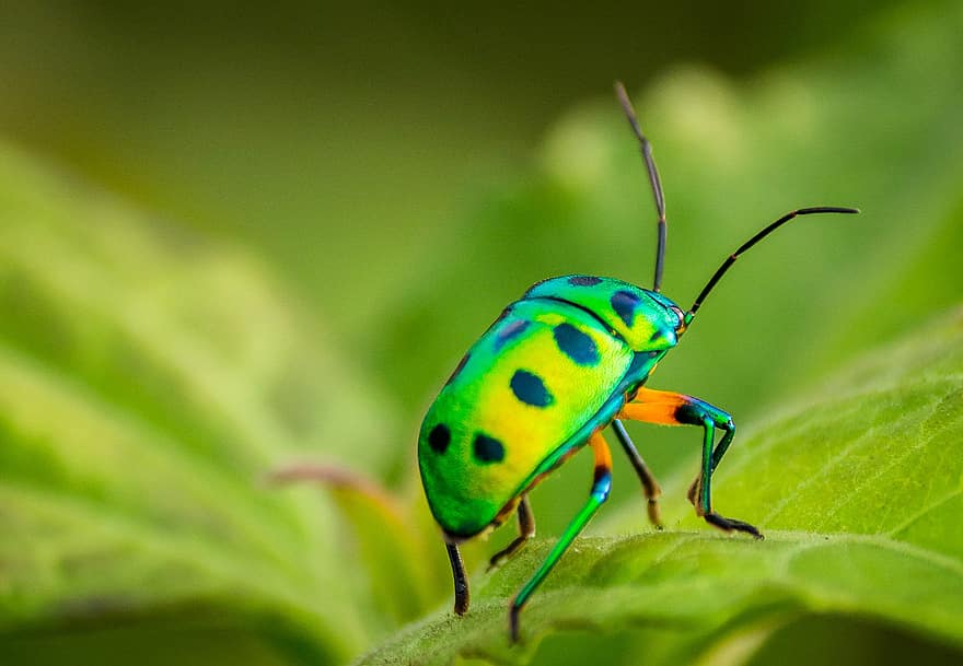 owad, chrząszcz, pluskwa, entomologia, zwierzę, Natura, dzikiej przyrody, ścieśniać, zbliżenie, makro, zielony kolor