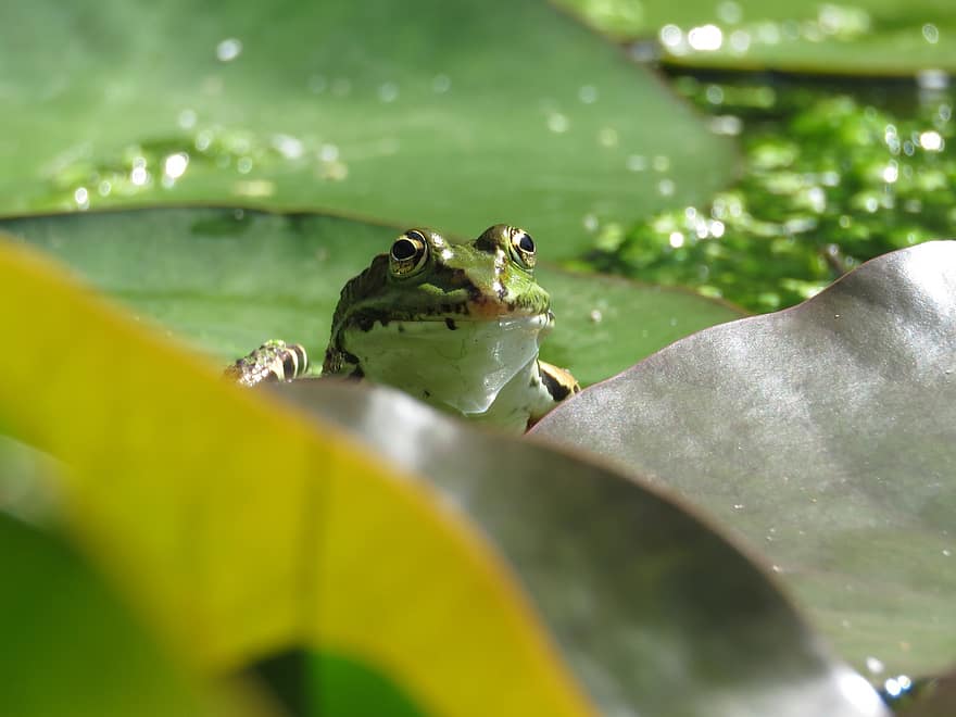 жаба, Лили листа