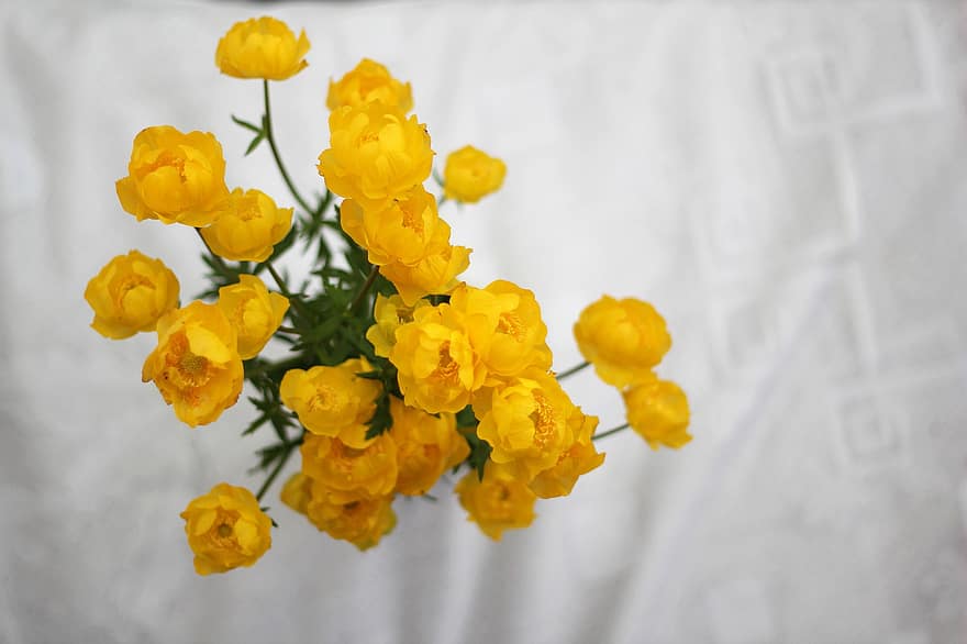 λουλούδια, μπουκέτο, φύση, Globeflower, ανθίζω, άνθος, βοτανική, φυτό, πέταλα, κίτρινος, πέταλο