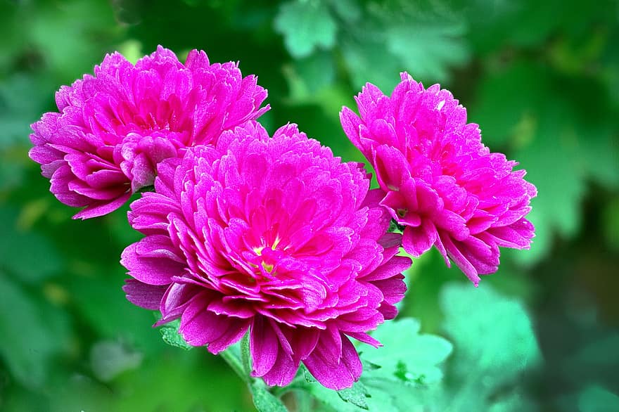 Peony, Flowers, Plant, Pink Flowers, Petals, Bloom, Garden, Nature, Fall, Autumn, close-up