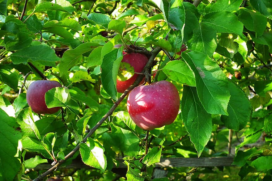 Fruta, manzanas, orgánico, naturaleza, jardín