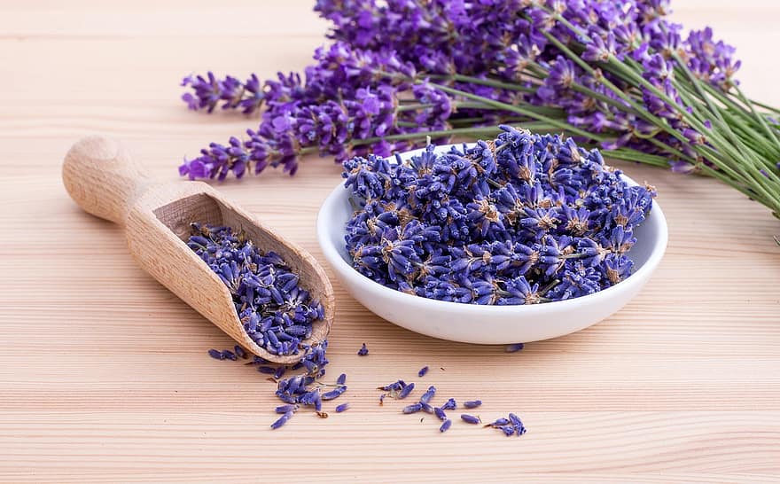 lavender, Rempah, bunga-bunga, Lavendula, mekar, berkembang, alam, flora, keharuman, harum, tanaman obat