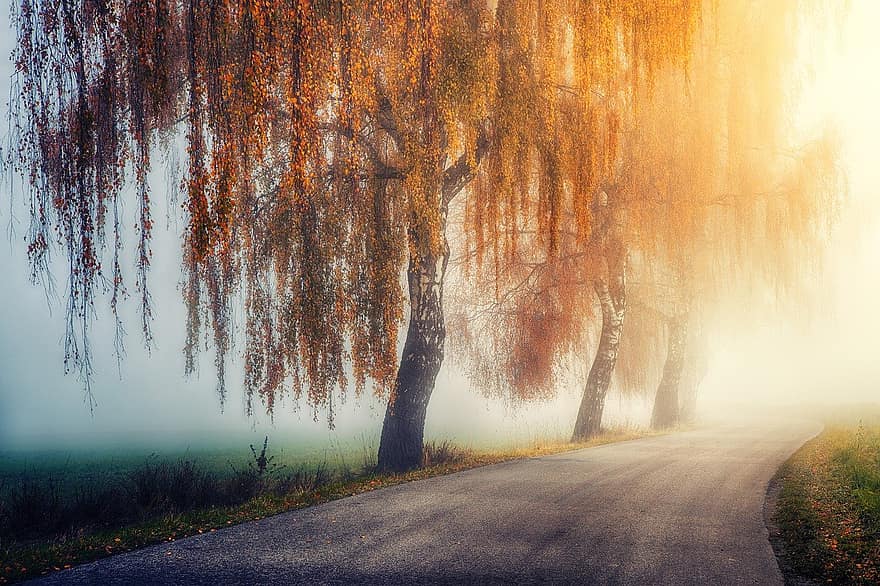 stromy, listy, mlha, silnice, cesta, zlatý, podzim, Příroda, mystický, magie, klid