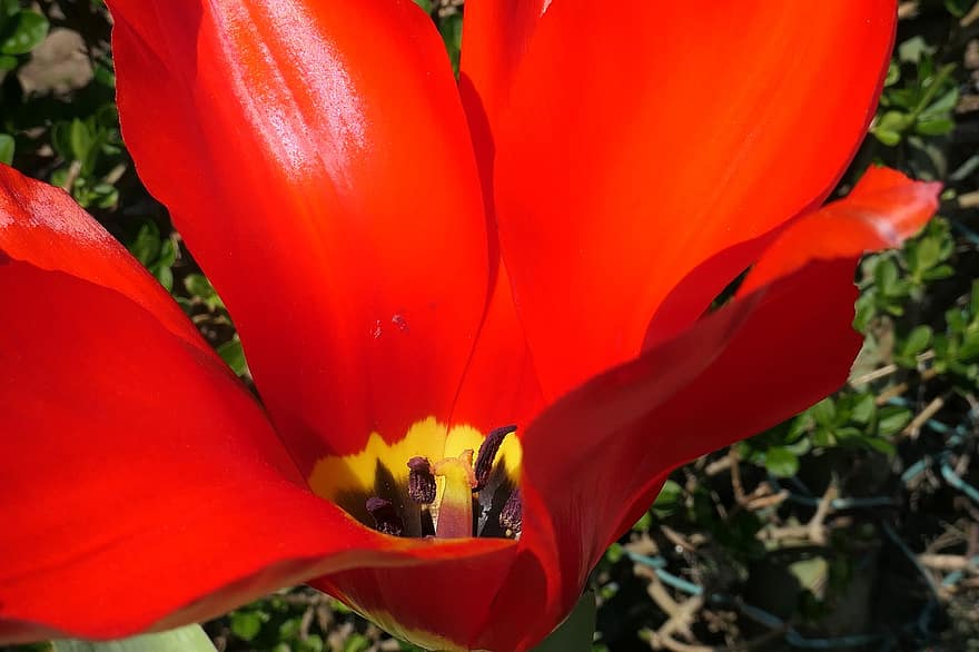tulipán, červená květina, květ, zahrada, jaro, flóra, zblízka, makro, detail, letní, rostlina