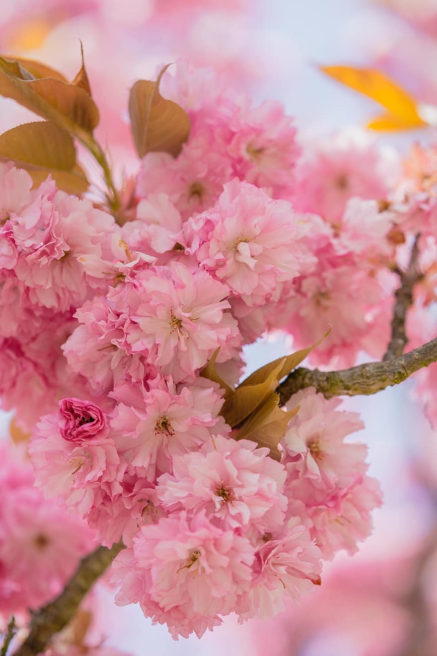 cerisier d'ornement, printemps, fleur, fleur de cerisier, branche, arbre, rose, couleur rose, fermer, feuille, plante