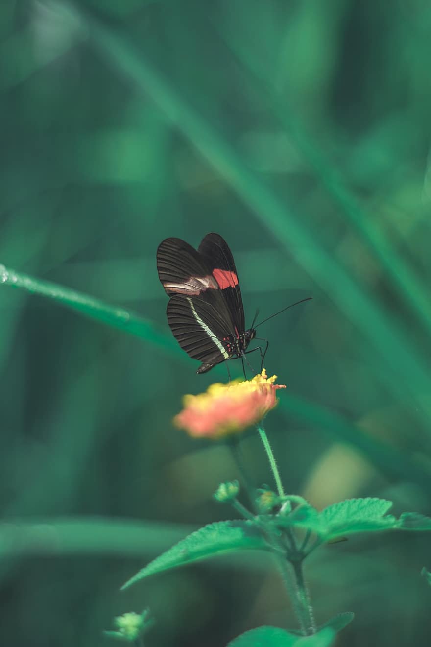 Červený motýl pošťák, motýl, květ, hmyz, křídla, rostlina