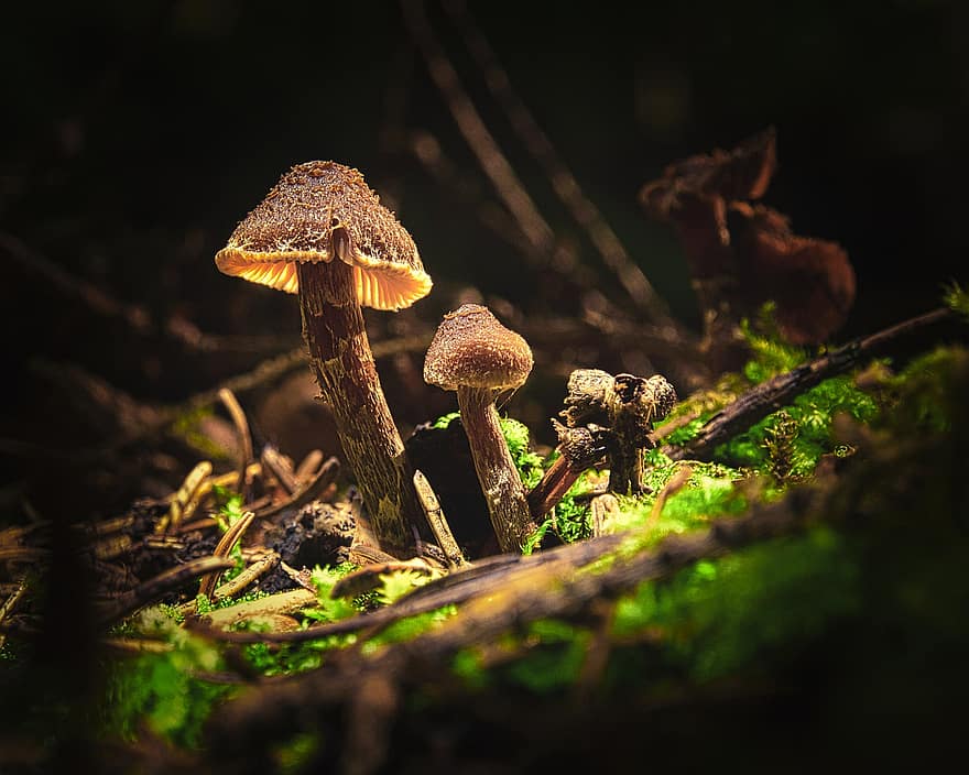 cogumelos, brilho, musgo, fungos, floresta, natureza, místico, brilhando, floresta Negra