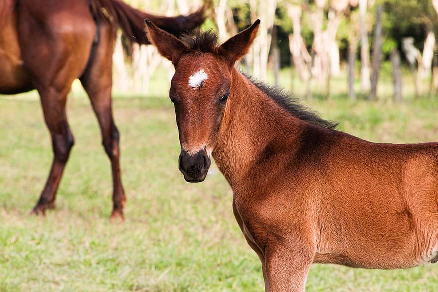Horse, Foal, Colt, Animal, Pony, Equine, Young, Brown Horse, Mammal, Field, Pasture