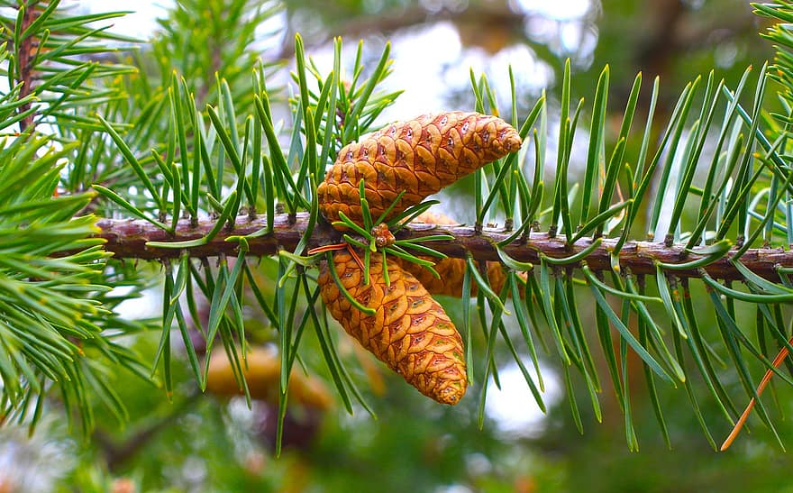 Pine Cones, Pine Trees, Nature, Close Up