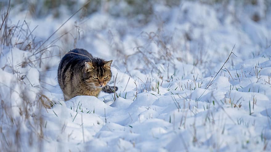kucing, kucing betina, salju, membelai, hewan, kucing rumahan, licik, mamalia, halus, imut, musim dingin