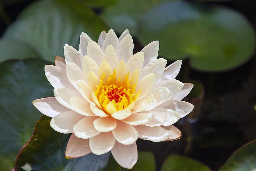 Lotus, Blume, Lotus Blume, weiße Blume, Blütenblätter, weiße Blütenblätter, blühen, Wasserpflanze, Flora