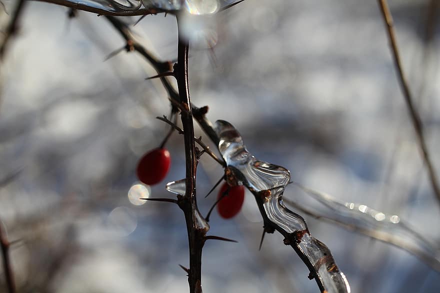 ramo, gelo, congeladas, espinhos, frio, inverno, baga vermelha, galho, espinhoso, árvore, bokeh