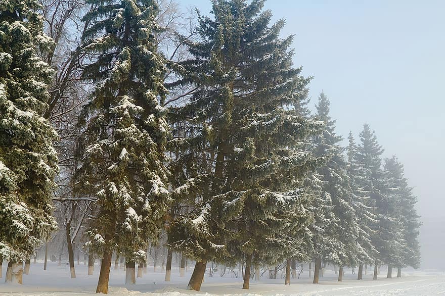 bomen, natuur, winter, seizoen, vorst, net, boom, Bos, sneeuw, landschap, dennenboom