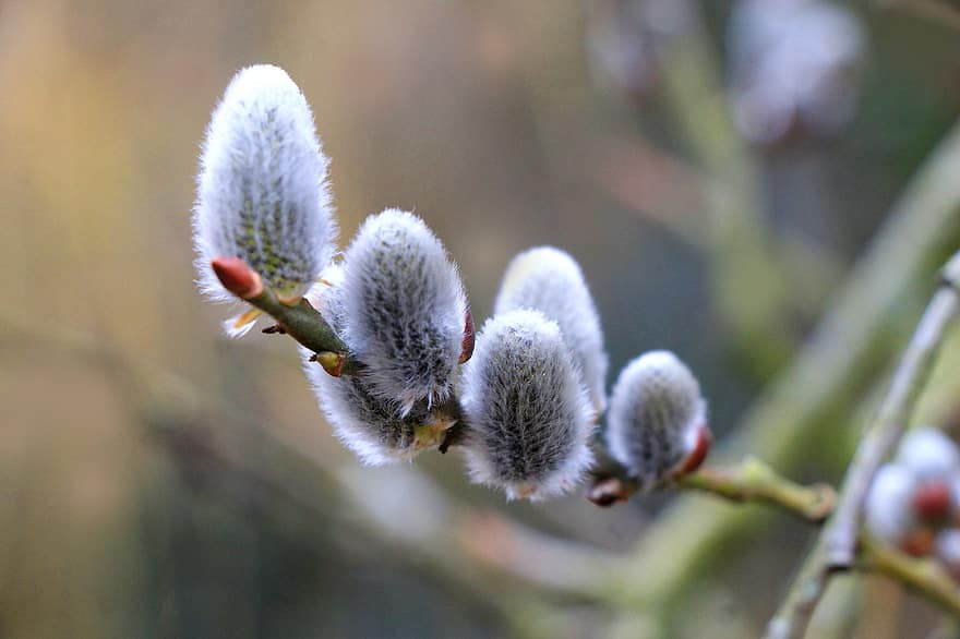 Willow, Catkins, Branch, Flowers, Spring, Plant, Tree, close-up, springtime, flower, macro