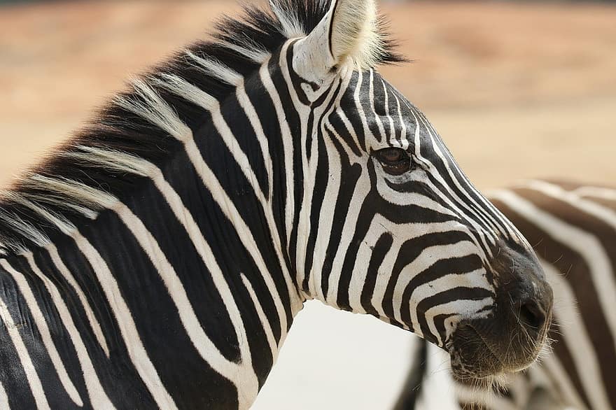 zebra, pruhy, volně žijících živočichů, zvíře, safari, Afrika, zvířata ve volné přírodě, pruhovaný, safari zvířata, detail, savany
