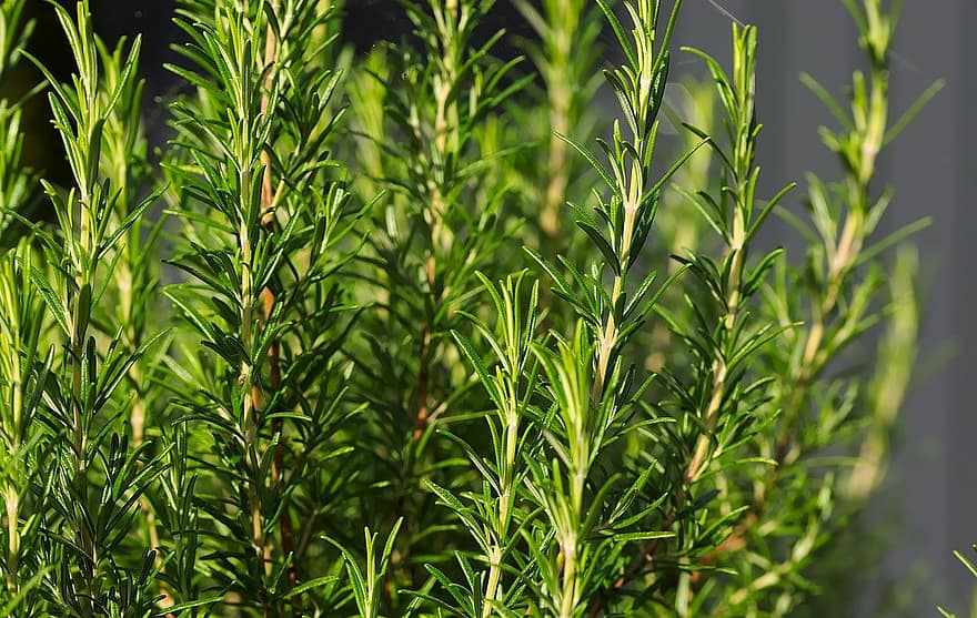 Rosemary, Rempah, rempah-rempah, menanam, daun, warna hijau, merapatkan, kesegaran, musim panas, latar belakang, pertumbuhan