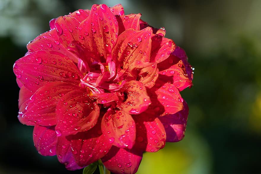 dalie, floare, plantă, floare rosie, rouă, umed, picături de rouă, petale, a inflori, natură, picaturi de ploaie