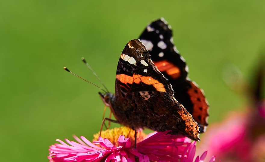 красная адмирал бабочка, бабочка, цветок, насекомое, крылья, завод, природа