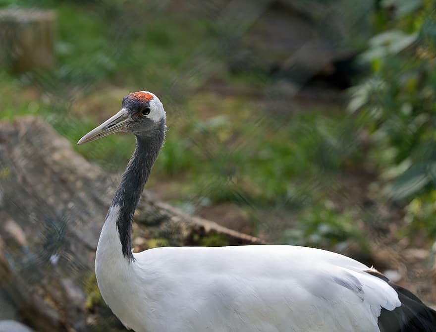 Bird, Red-crowned Crane, Japanese Crane, Grus Japonensis, Manchurian Crane, Zoo