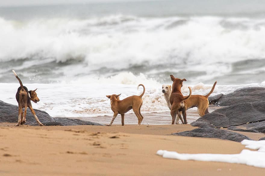 Hunde, spielen, Strand, verspielte Hunde, Haushunde, Säugetiere, Tiere, Ufer, Wellen, Ozean Wellen, glücklich