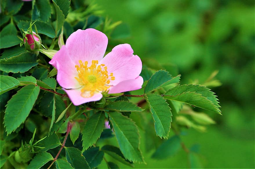 rosa mosqueta, flor, flor rosa, fulles, fullatge, verd, florir, planta amb flors, planta ornamental, planta, flora
