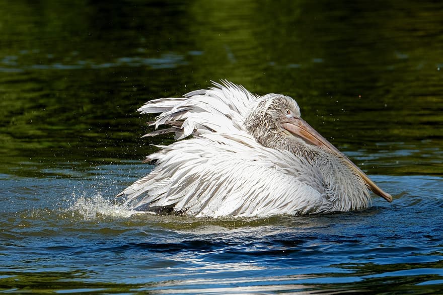 pelikán, madár, tó, víz, vízi madár, állat, tollazat, úszás, fauna, természet, állatkert