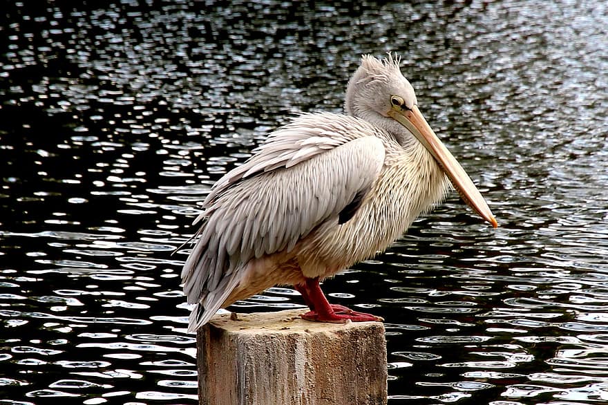 pelikaan, hout, meer, vogel, dier, watervogel, dieren in het wild, bek, veren, gevederte, water