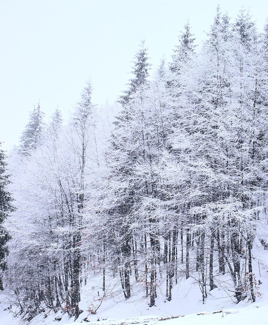 hivern, neu, fred, bosc, blanc, naturalesa, picea, arbre, temporada, paisatge, gelades