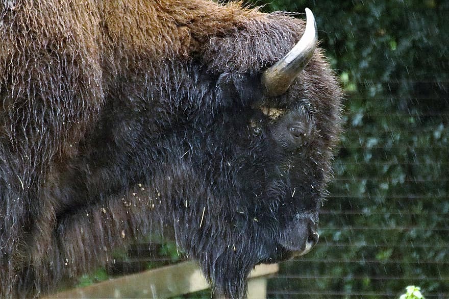 bizona, buvol, zvíře, moudrá, volně žijících živočichů, savec, hlava, roh, Příroda