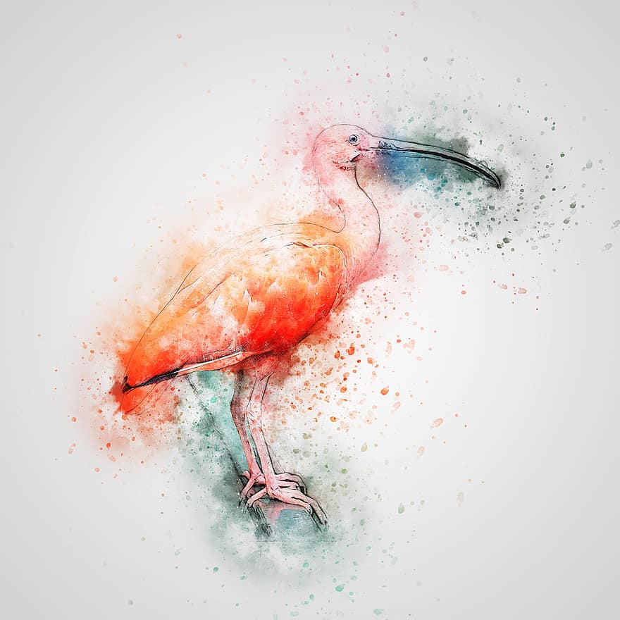 ibis, burung, bulu merah, seni, abstrak, vintage, cat air, hewan, alam, artistik, kaos