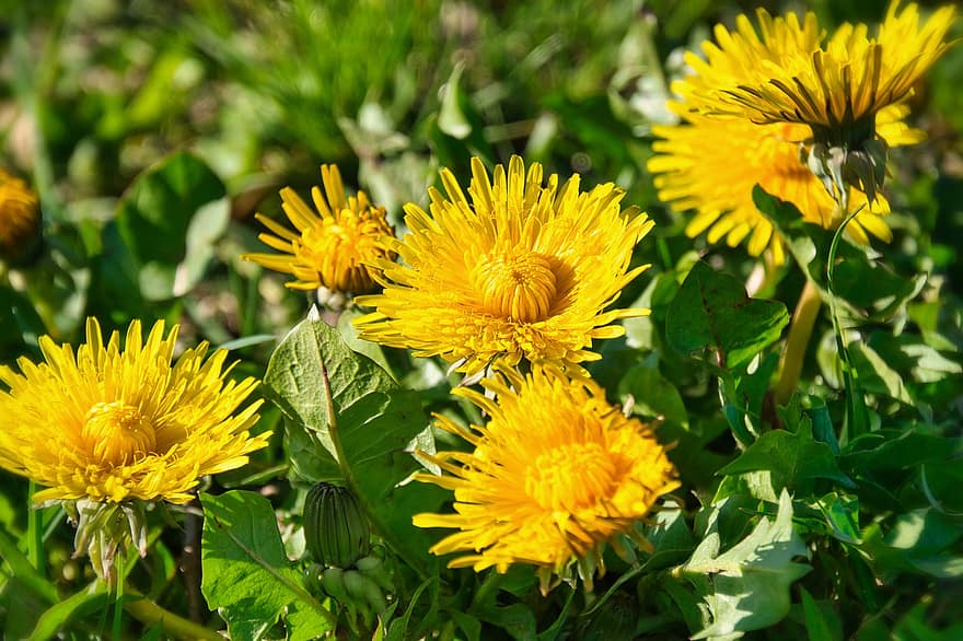 Flowers, Dandelion, Spring, Seasonal, Bloom, Blossoms, Meadow, yellow, summer, green color, plant