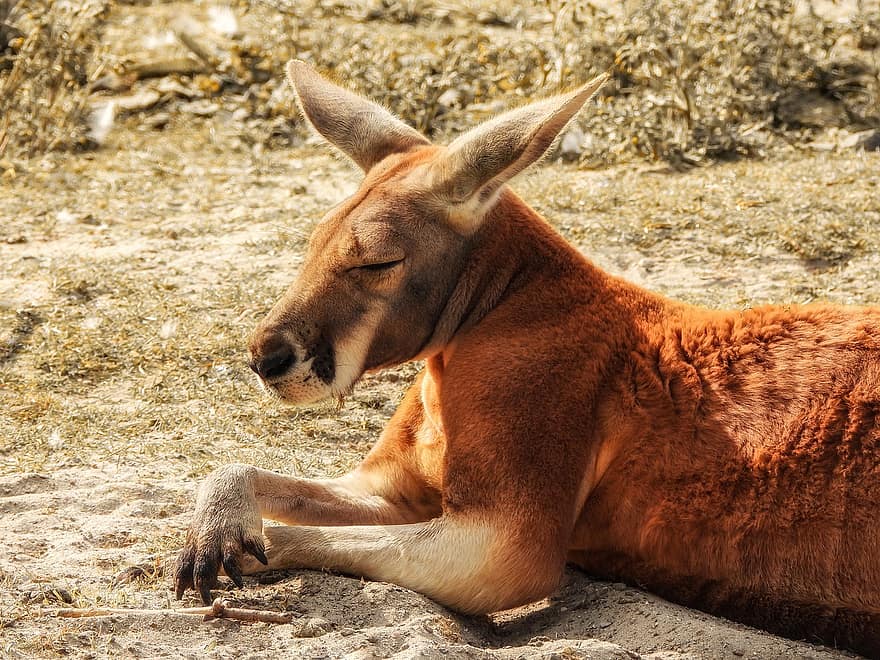 kangourou, marsupial, animal, faune, mammifère, en train de dormir, endormi, la nature, le sable