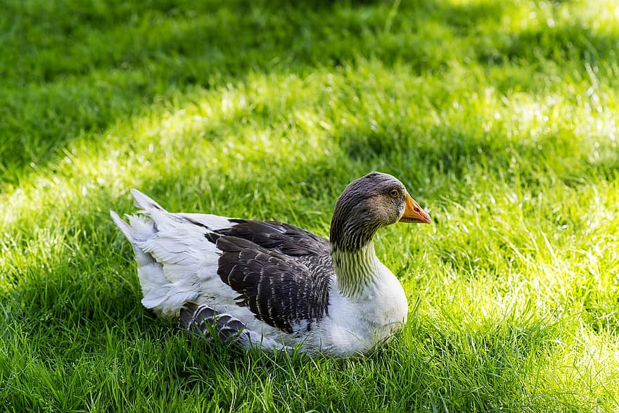Goose, Grass, Poultry, Bird, Feathers, Ave, Avian, Ornithology, Bird Watching, Animal