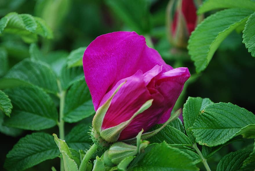 Rosa salvaje, flor, planta, flor rosa, pétalos, brote, floración, hojas, naturaleza