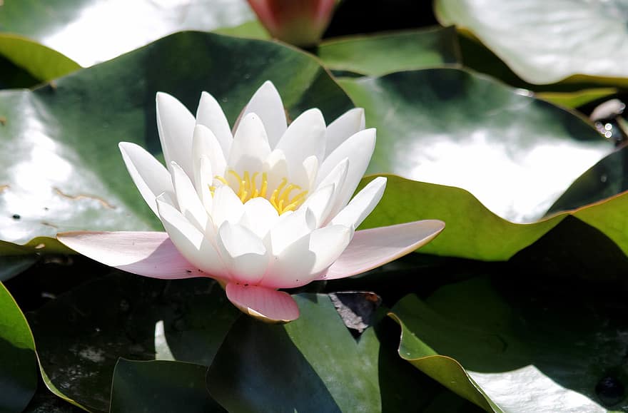 leknín, lotus, bílý lotos, bílá květina, rybník