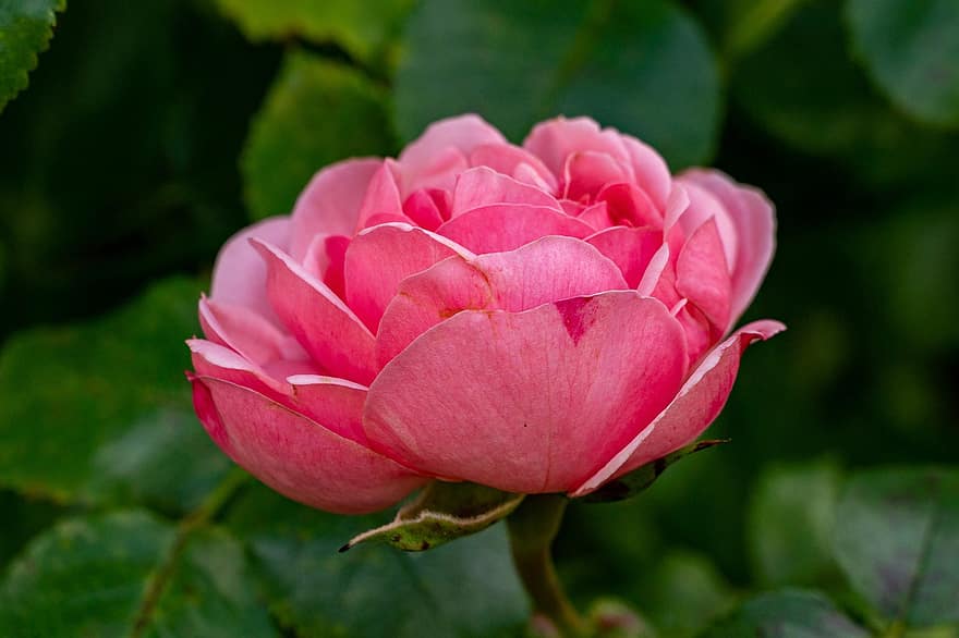 Роза, розовый цветок, розовая роза, природа, лепесток, завод, лист, крупный план, цветок, головка цветка, летом