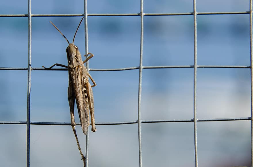 Desert Locust, Insect, Insects, Nature, Garden, Grid, Fence, Escape
