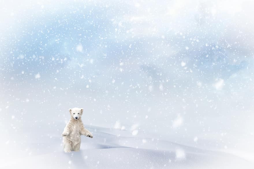 полярна мечка, сняг, снеговалеж, Коледа, зима, вали сняг, мечка, идване, животно, бозайник, пейзаж