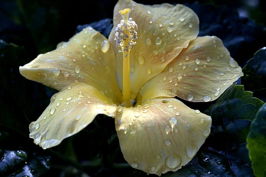 υβίσκος, λουλούδι, δροσιά, κίτρινο άνθος, πέταλα, κίτρινα πέταλα, ανθίζω, άνθος, φυτό, χλωρίδα, φύση