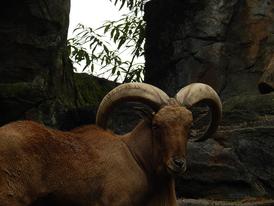ovelha bighorn, animal, animais selvagens, RAM, mamífero, herbívoro, chifres