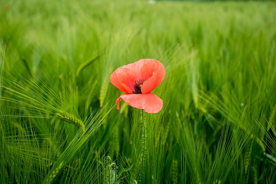 Poppy, Flower, Red Poppy, Red Flower, Petals, Red Petals, Bloom, Blossom, Flora, Nature, meadow