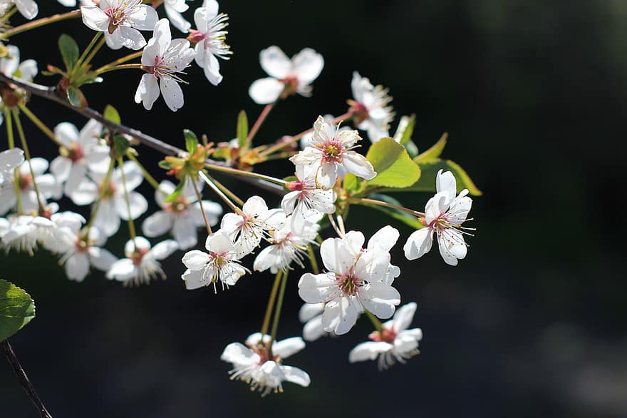 Hoa anh đào, những bông hoa, tiếng Nhật, hoa nở, Nhật Bản, hoa, mùa xuân, quả anh đào, Thiên nhiên, cây, cánh hoa
