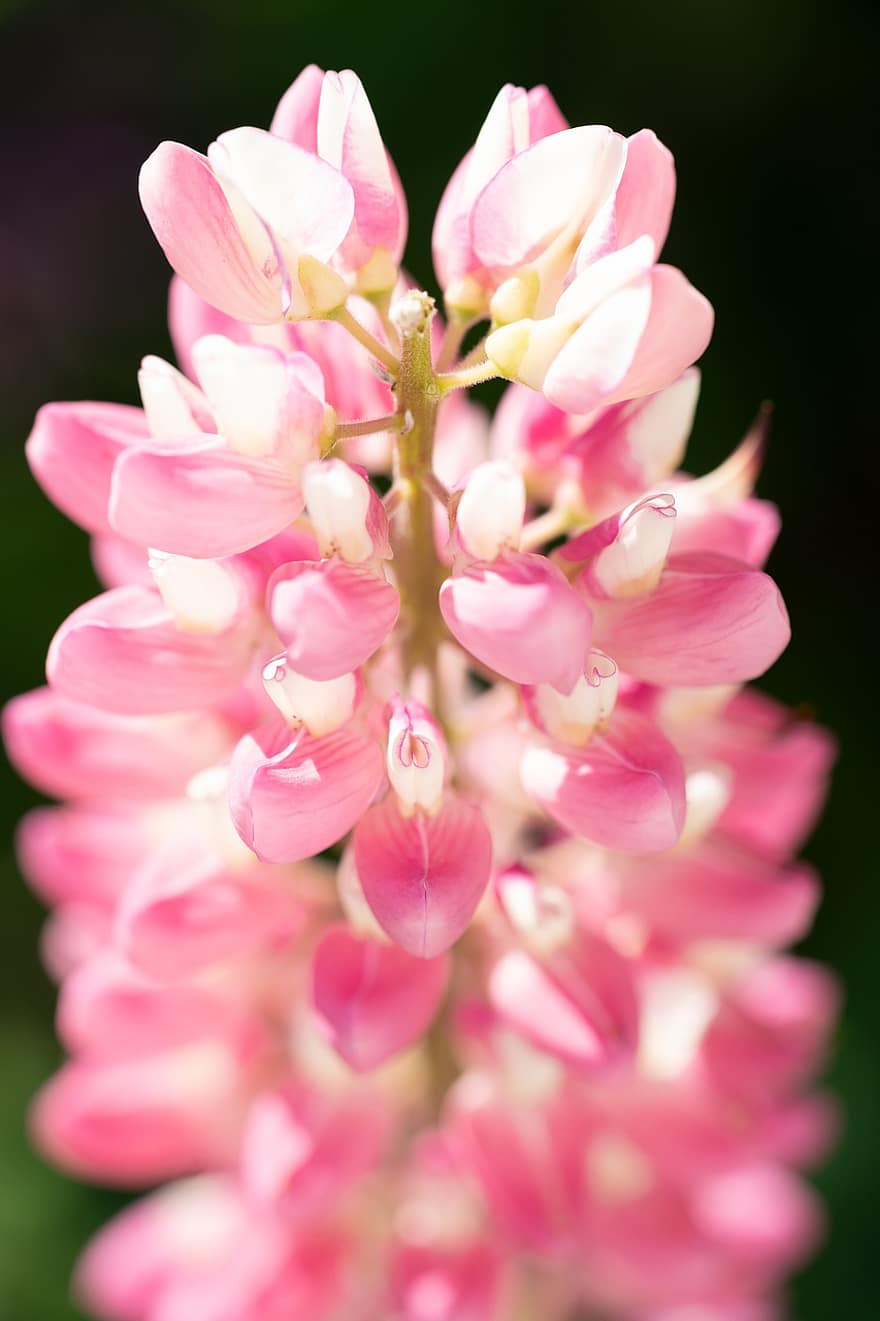 Flowers, Lupine, Pink Flowers, Blossom, Bloom, Nature, Macro, close-up, flower, plant, flower head