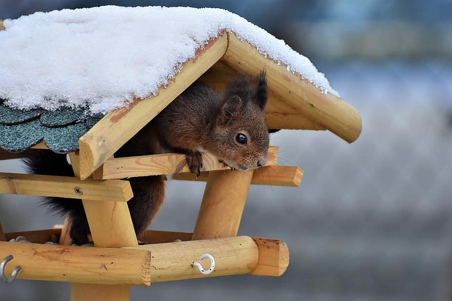 scoiattolo, inverno, roditore, animale, natura, casa degli uccelli, la neve, legna, carina, avvicinamento, pelliccia