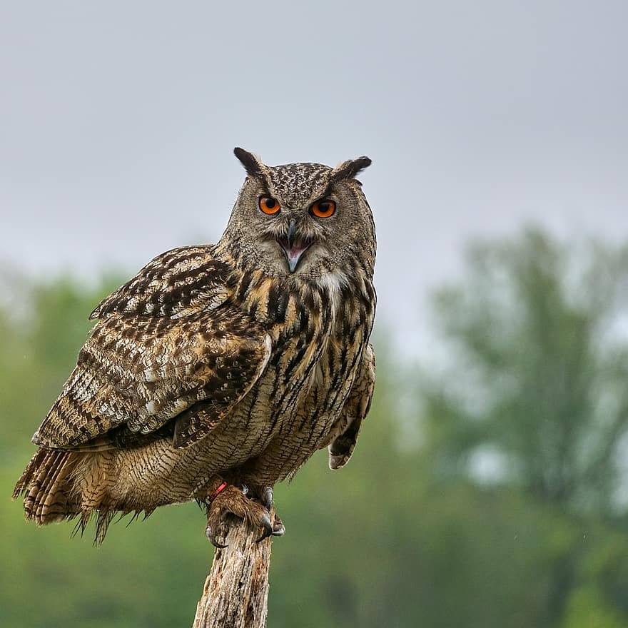 Eurasian Eagle Owl, fågel, rovfågel, natur, avian, näbb, djur i det vilda, fjäder, djuröga, Örn uggla, Hök