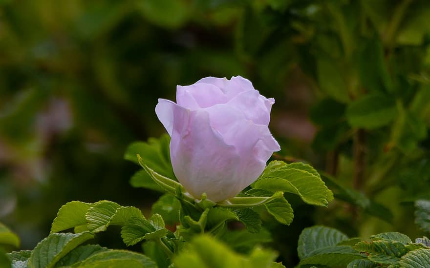 野薔薇、ローズ、ピンクのバラ、咲く、花、工場、ピンク、夏、ブッシュ、庭園
